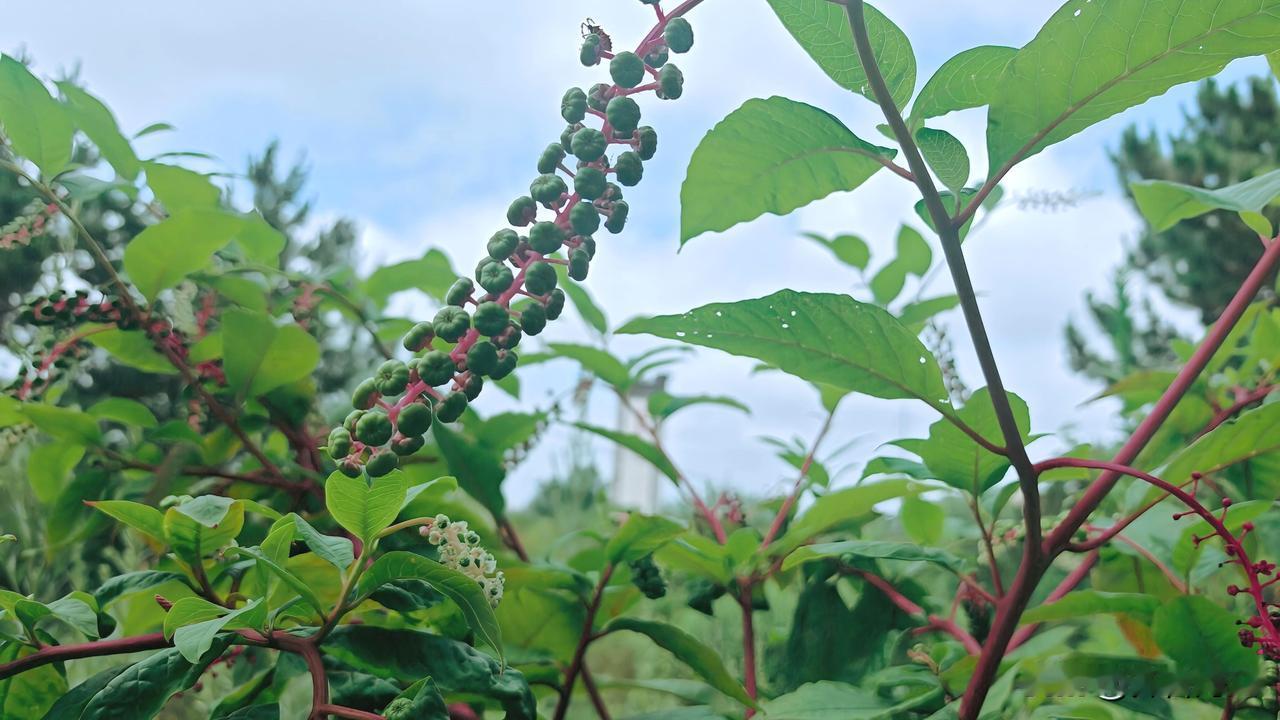分享随手拍下的花商陆，又名见肿消、山萝卜、章柳等。