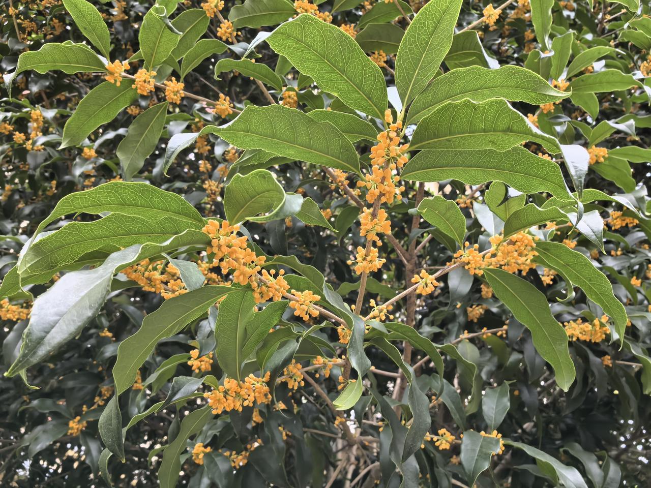 昨天下午不到四点出门，路过家附近的小学，空气里满是甜香的桂花香，转头看到几棵盛开