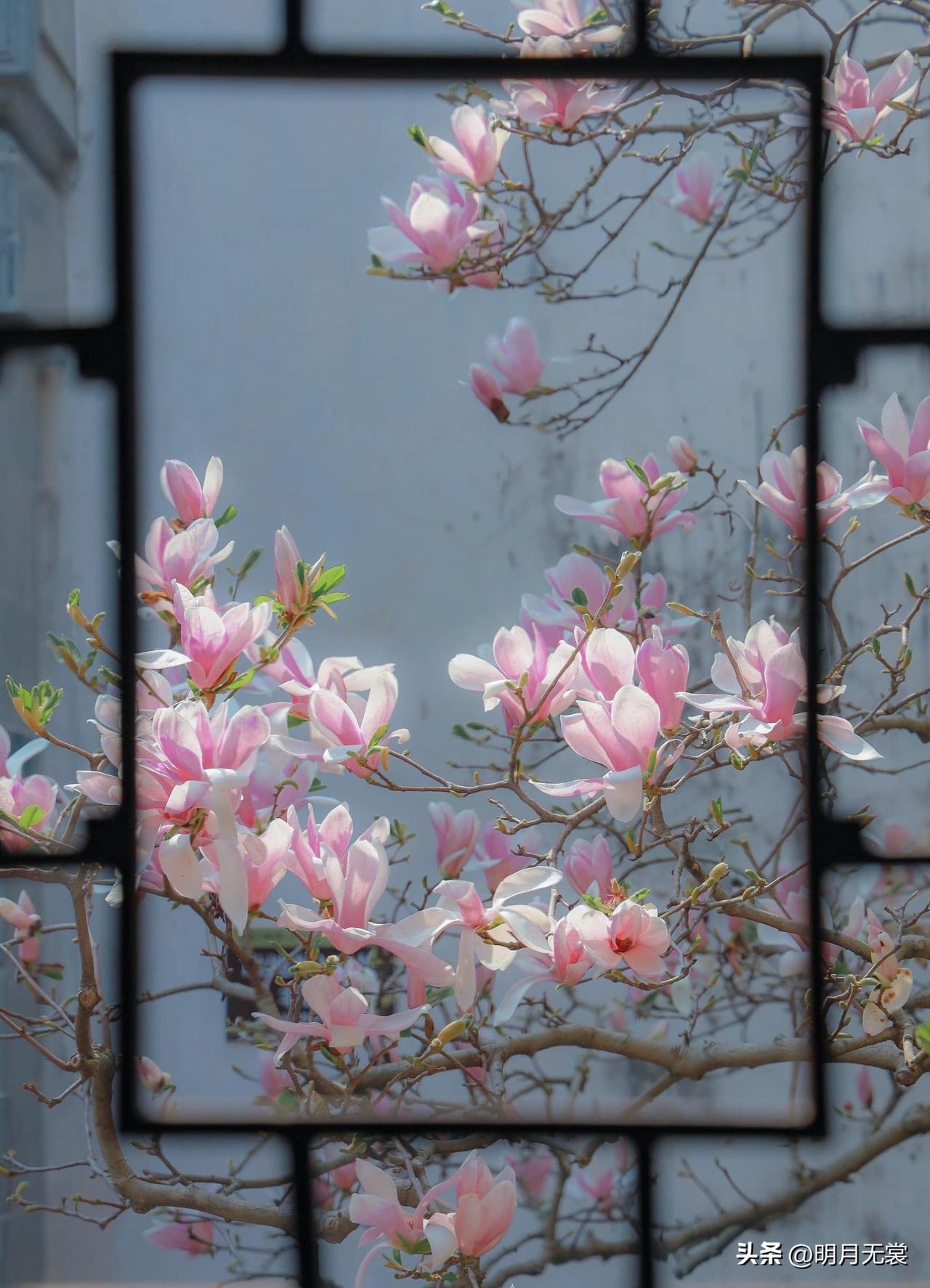 天南地北大拜年