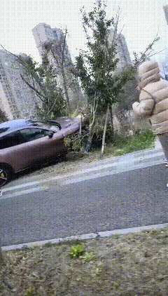 绿化带的行道树又立下大功啦！要是没有这些树阻挡，车子说不定早就冲进河里，又得让几