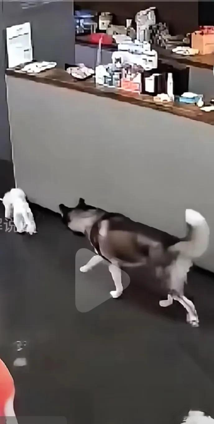 宠物店看似一切很正常，谁知一只比特犬慢慢的毕近一比熊，比特犬突然发起对比熊攻击，