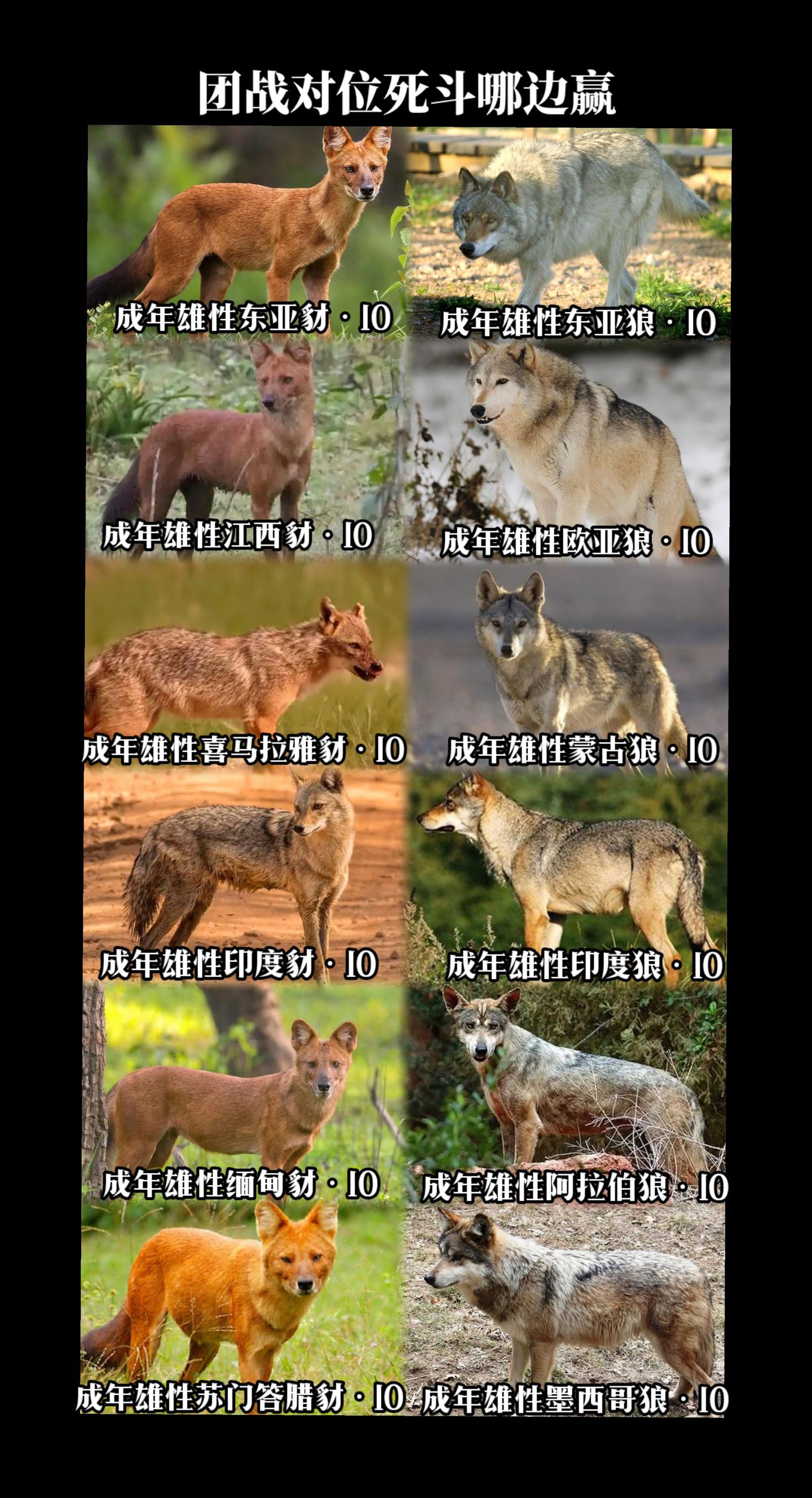 陆地猛兽：豺VS狼，团战谁更强