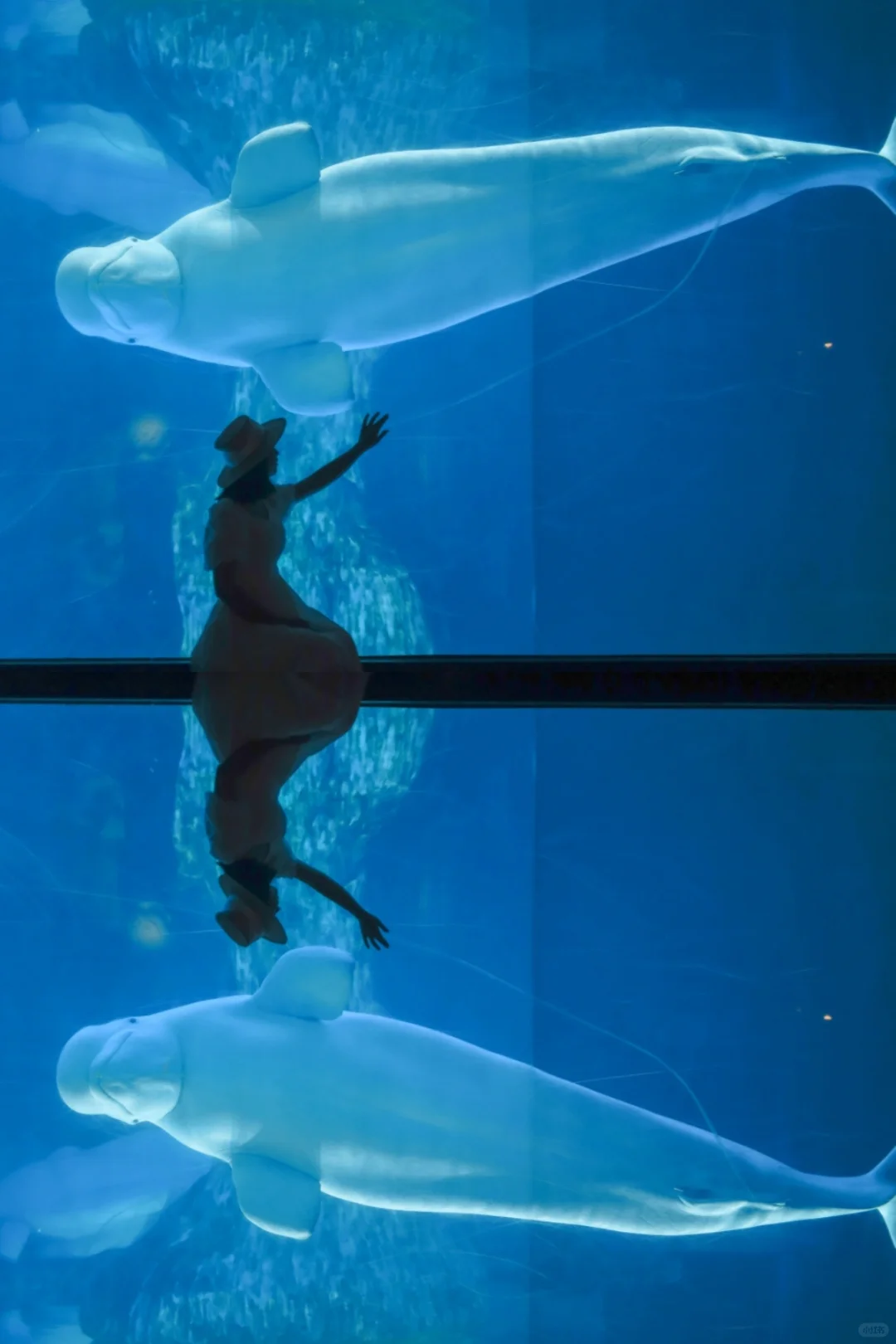 武汉极地海洋公园保姆级攻略/闯入蓝色梦境