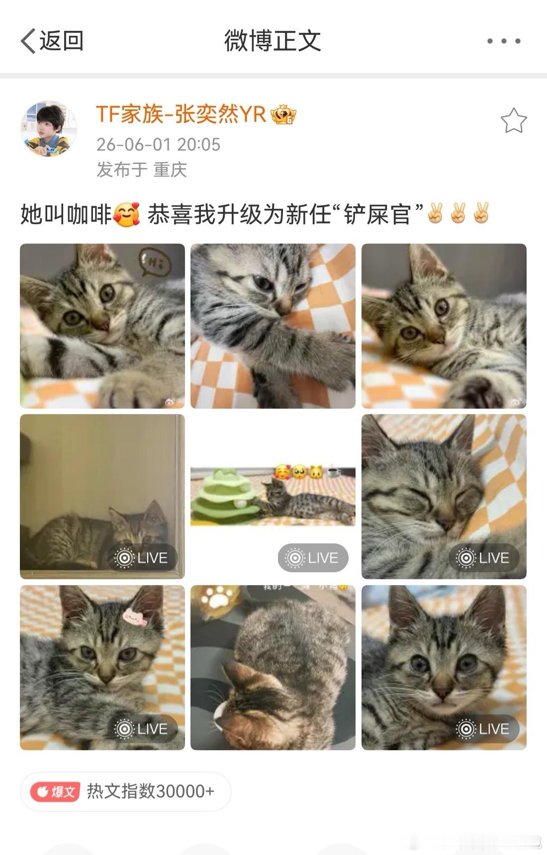国际猫咪日祝小猫咪节日快乐    今天是国际猫咪日呀，让我们和著名爱猫人士🐱一