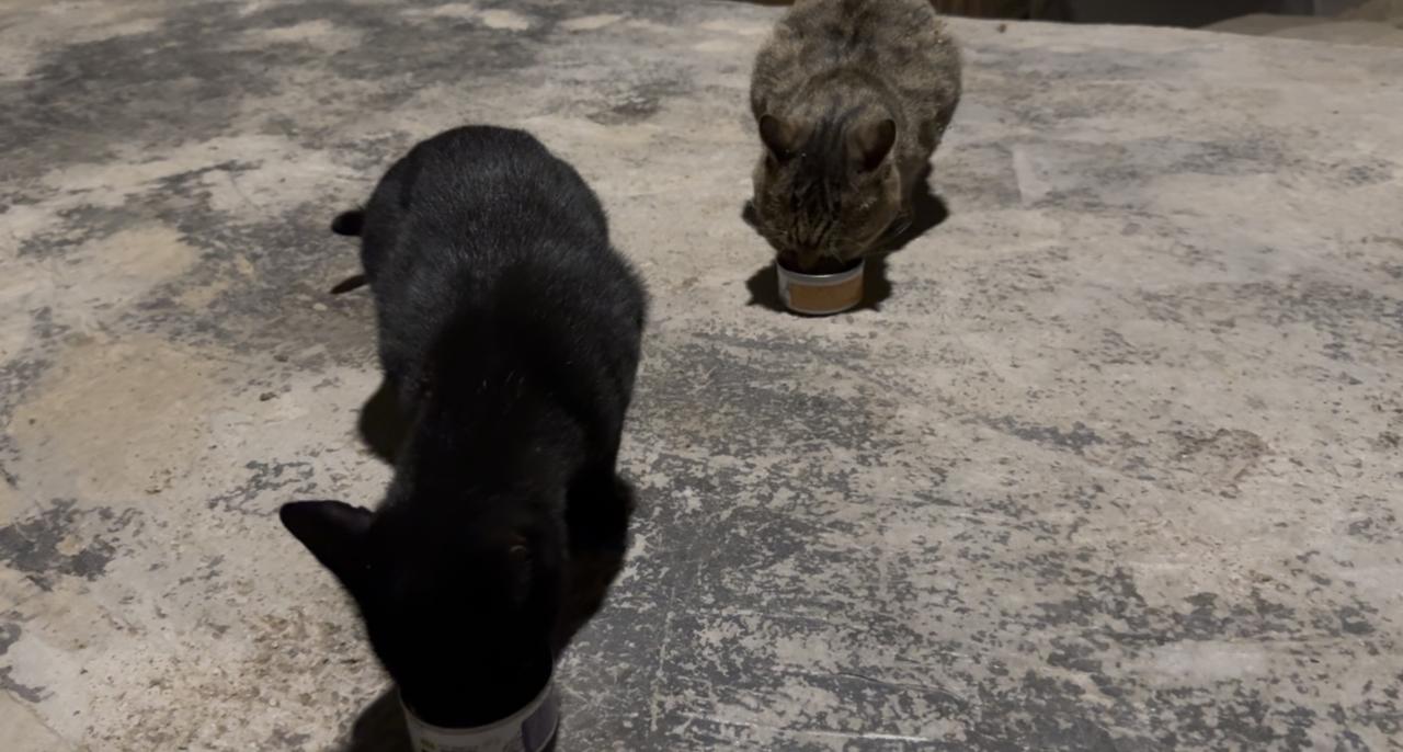 太意外了，咪咪不但回家了，还开始主动亲近我了。
  咪咪可能是饿坏了吧，这次回家