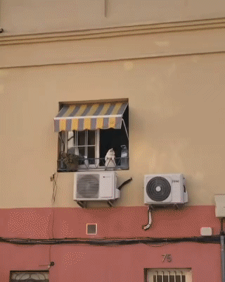 谁家的小猫咪总在窗台上卖呆儿啊。