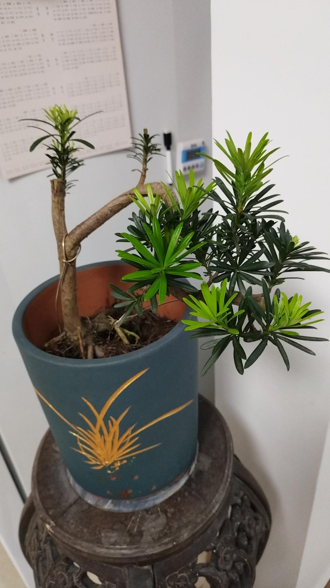 最近要整顿网络，针对负面情绪，比较正式态度，说明问题白热化，历来枪打出头鸟。西贝