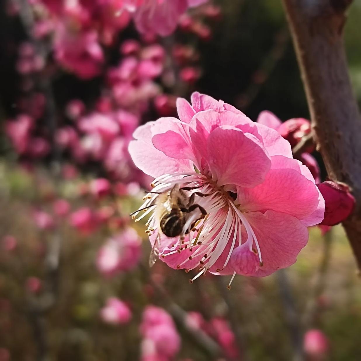 万里春光一夜绽
（一）
万里春光一夜绽，东风频邀燕返还。
三分柳色三分醉，几句呢