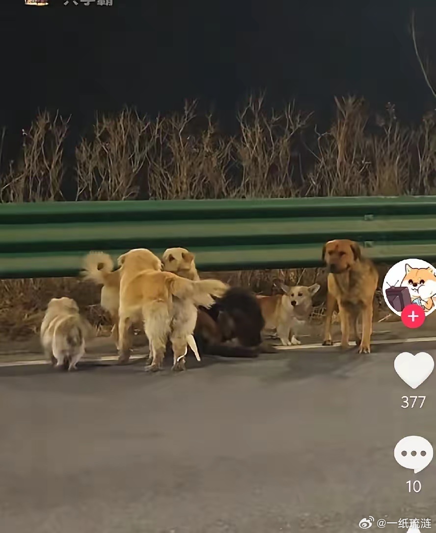长春，长双公路出现的七只狗狗后续：经过志愿者的搜寻，确认狗狗已安全到家。这几只狗