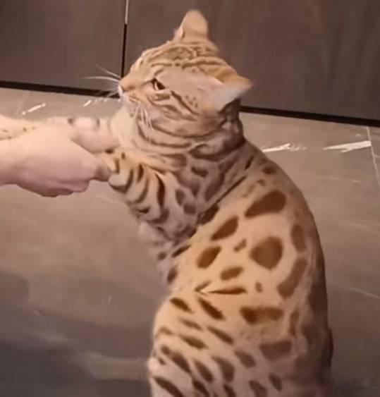 黄金蟒 