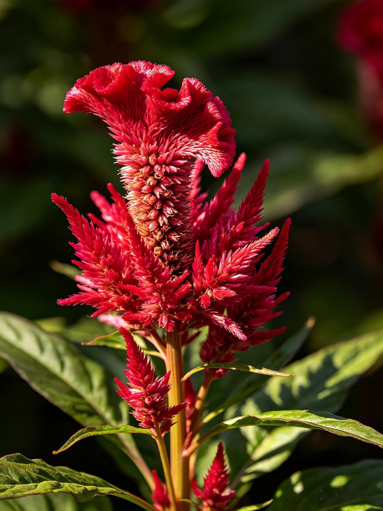 晒一晒你手机里的花卉照片