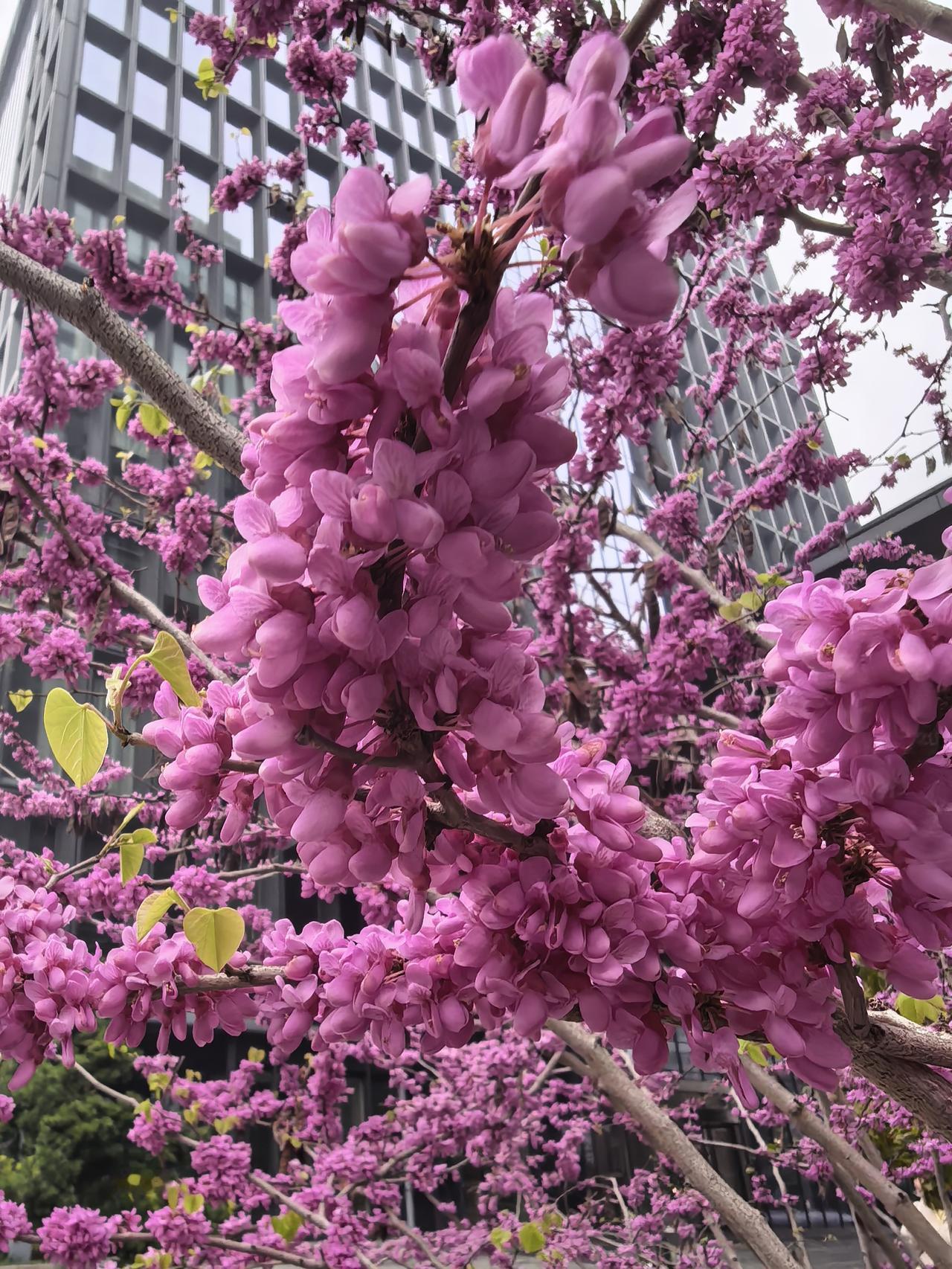 天塌了，丈夫还是会在晚上10点准时入睡；天塌了，母亲还是在下午的牌桌上酣战；我的