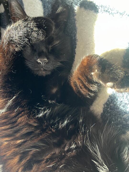 小猫是太阳味的