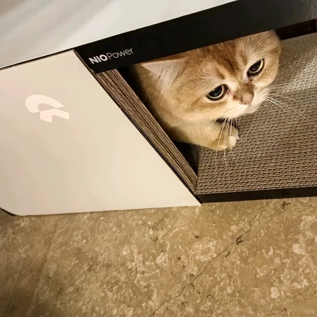 换电站猫窝有需要的吗？