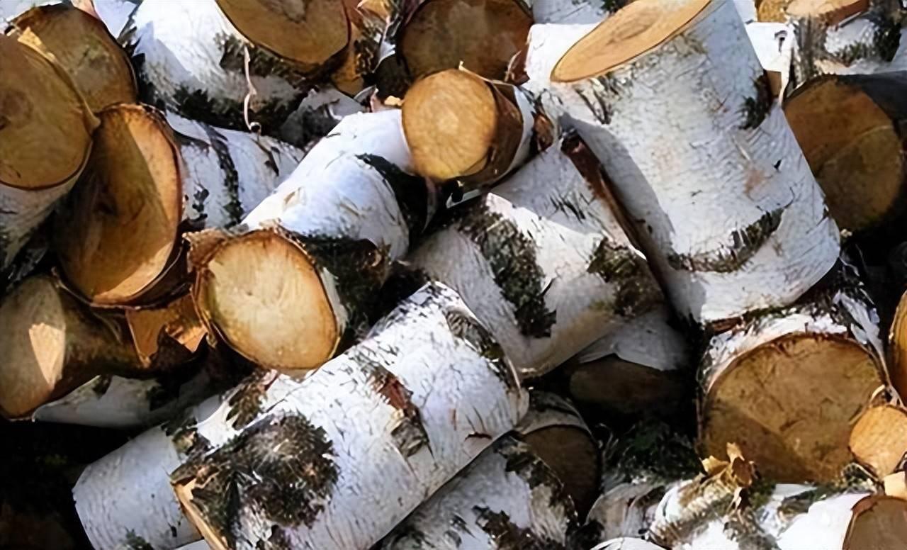世上最硬木材：子弹射不穿，刀斧劈不烂，我国却大量收购
你能相信吗？自然界竟存在这