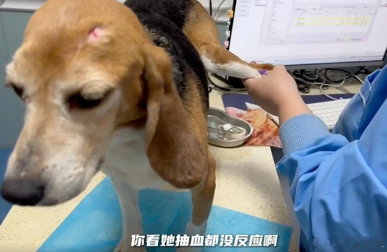 #杜江霍思燕收养实验犬#6月24日，霍思燕和杜江在马路边的绿化带里，看到一只浑身