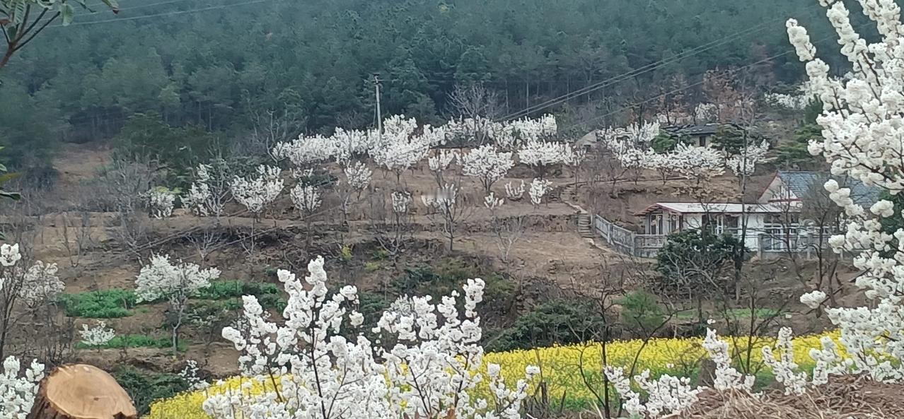 随手记录镜头中的樱花，来自广元乡村生活。