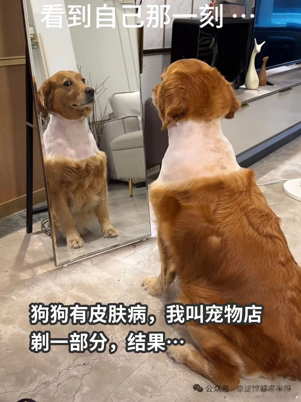 没事不要给狗剃毛，真的，对狗不好 