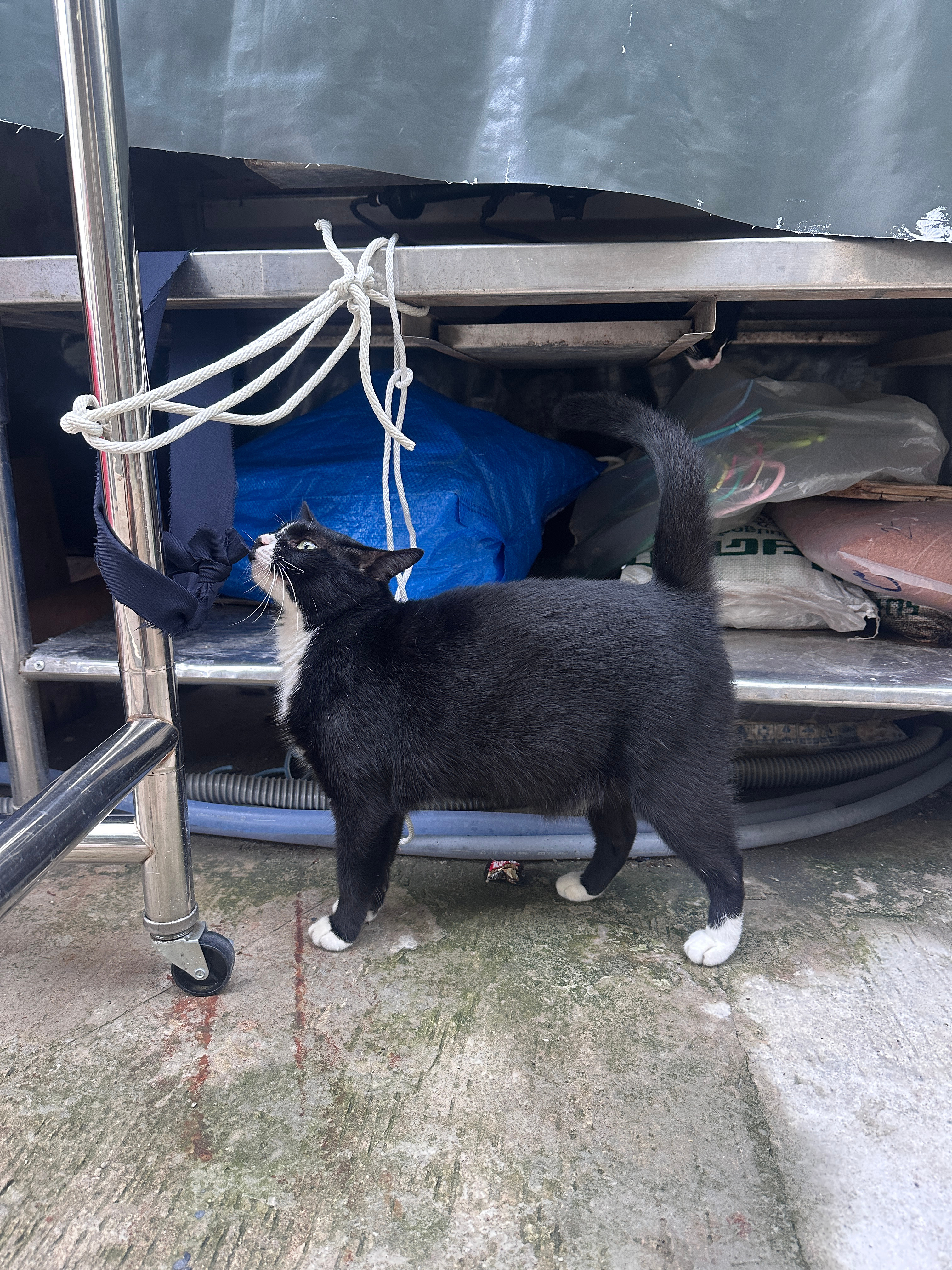 一到曼谷就遇到一只好搞笑的猫 