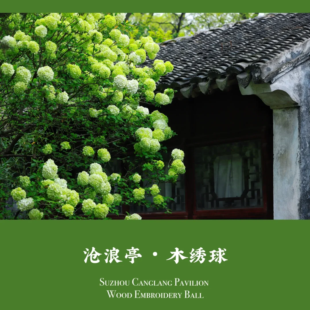 苏州沧浪亭｜🌿 阑畔阑畔🌿一树绣球花满🌳