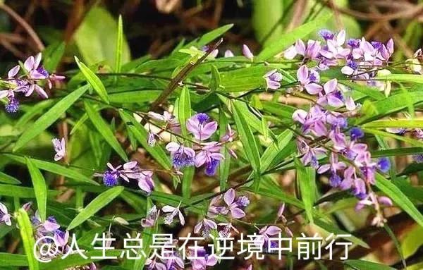 在那遥远的地方，有一种不知名的小草，我们喜欢叫它草根，但是它有一个美丽的学名叫远