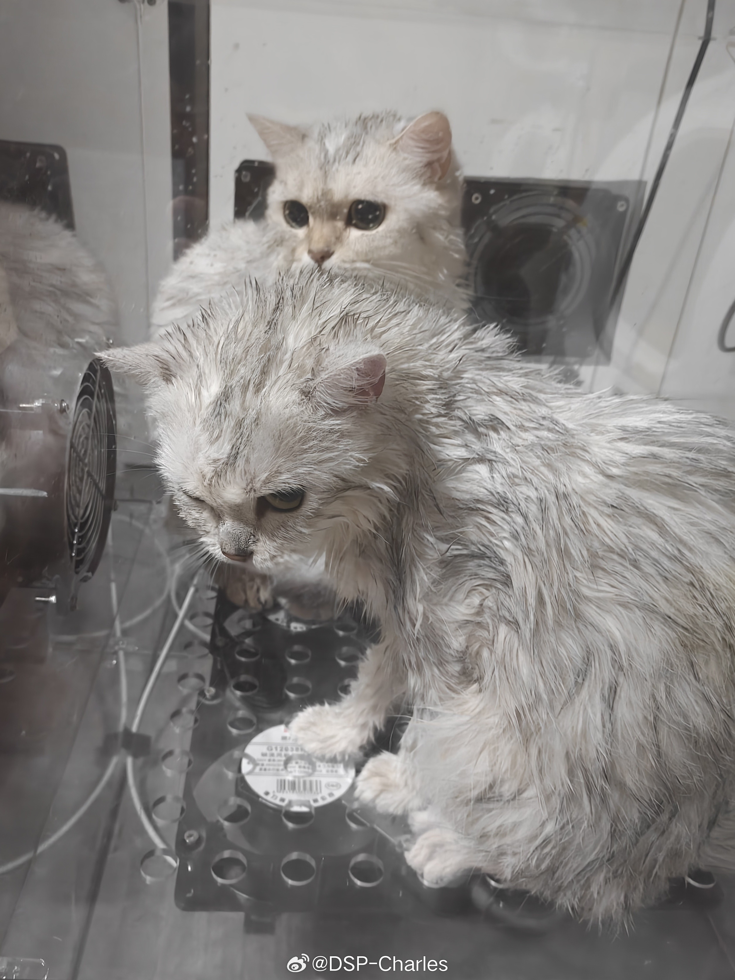 已达成成就：洗了两只小猫，没被抓伤