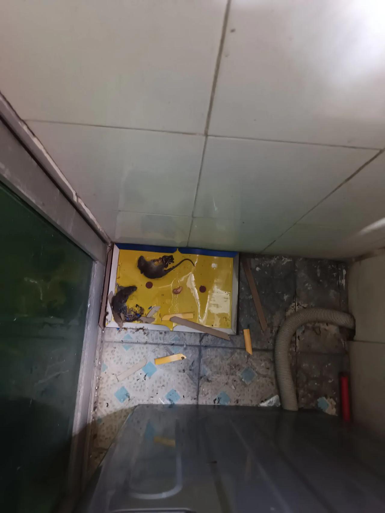 这个粘鼠板立了大功，抓住了两个小老鼠，，从洗衣机排水管爬上来的，，太吓人了，，