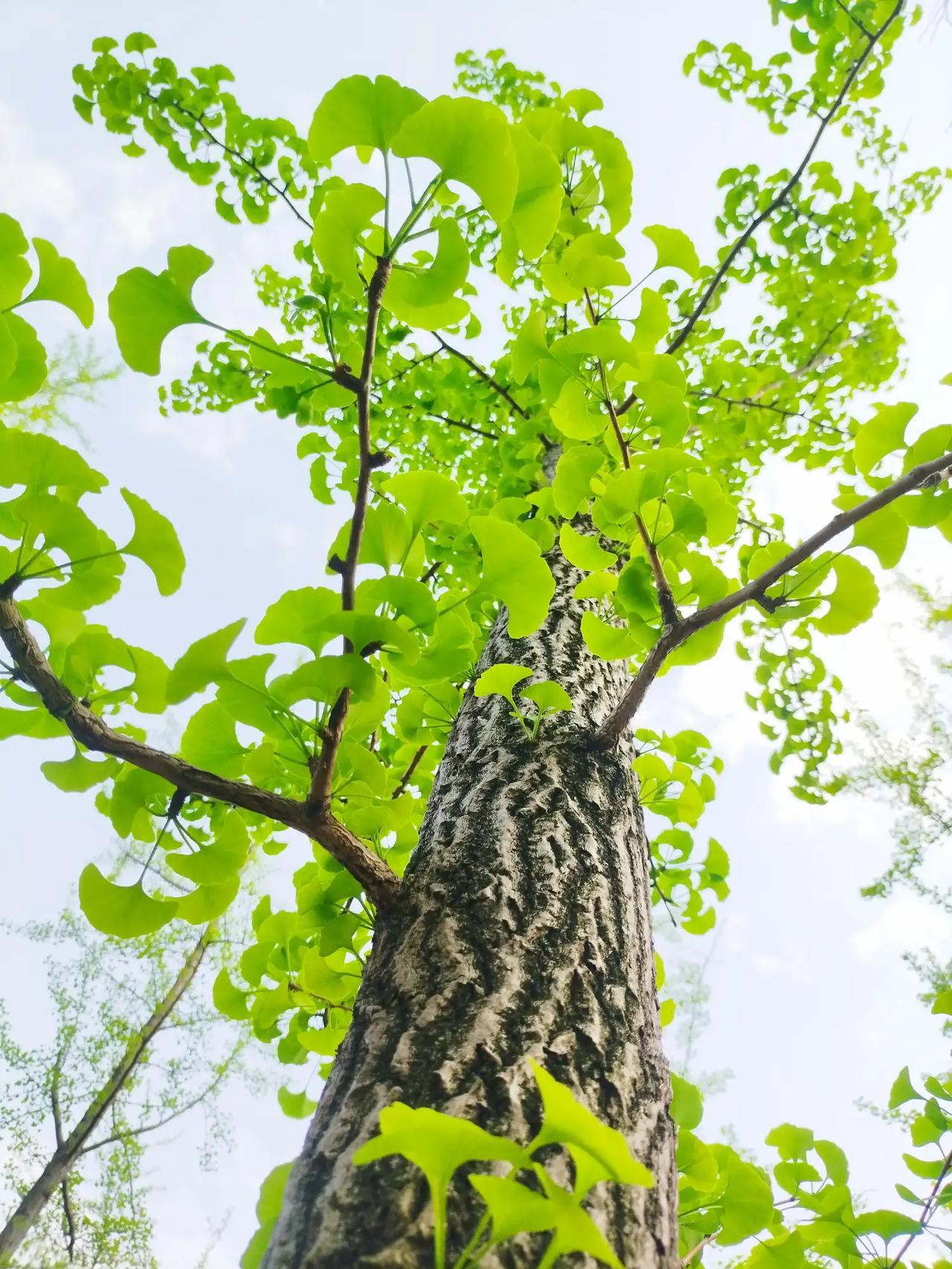 春天是万物复苏的季节，春意盎然，喜欢那一抹绿，银杏上枝头代表着幸运与美好，愿把这