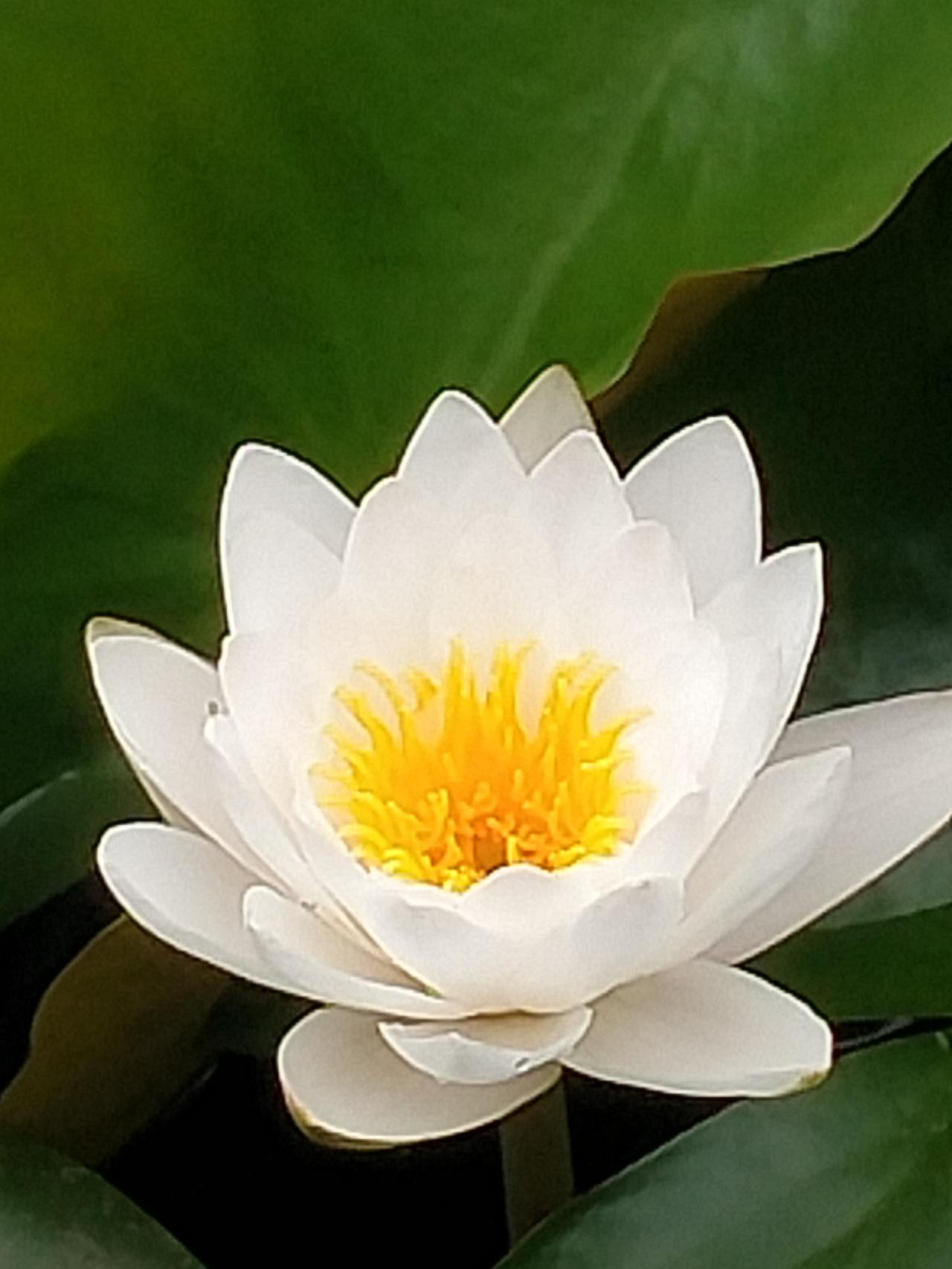 分享一下随手拍到的美丽花朵