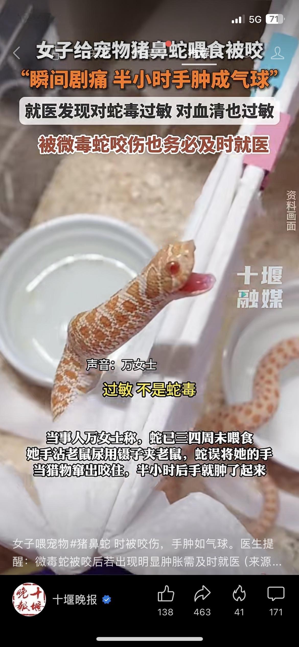 惊险万分！被微毒蛇咬伤后手肿成球，还对急救血清过敏
不少人热衷饲养异宠，殊不知暗