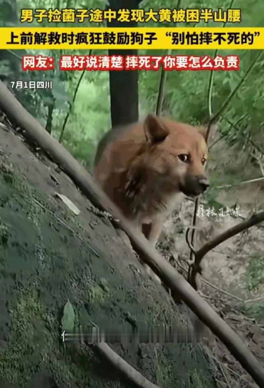 四川，一名男子在进山采摘菌子时，竟然在同一个陡峭的山腰上连续三次发现了一只被困的