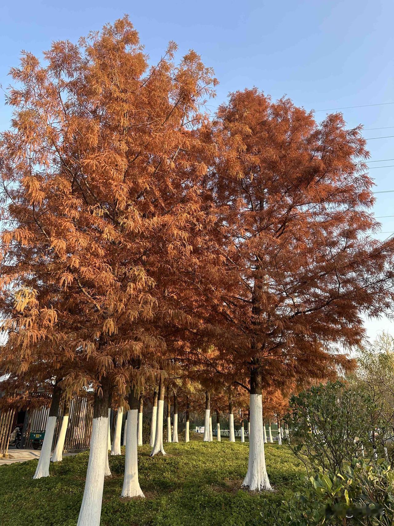 秋日暖阳下，摘下满满一树的幸福🍂🍂🍂