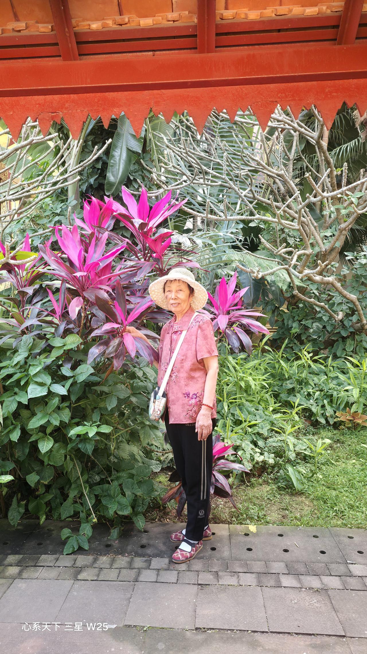 一朵鲜花盛开图老妈一生的最爱，就喜欢各种鲜花，这张图拍摄于西双版纳傣族自治州，这