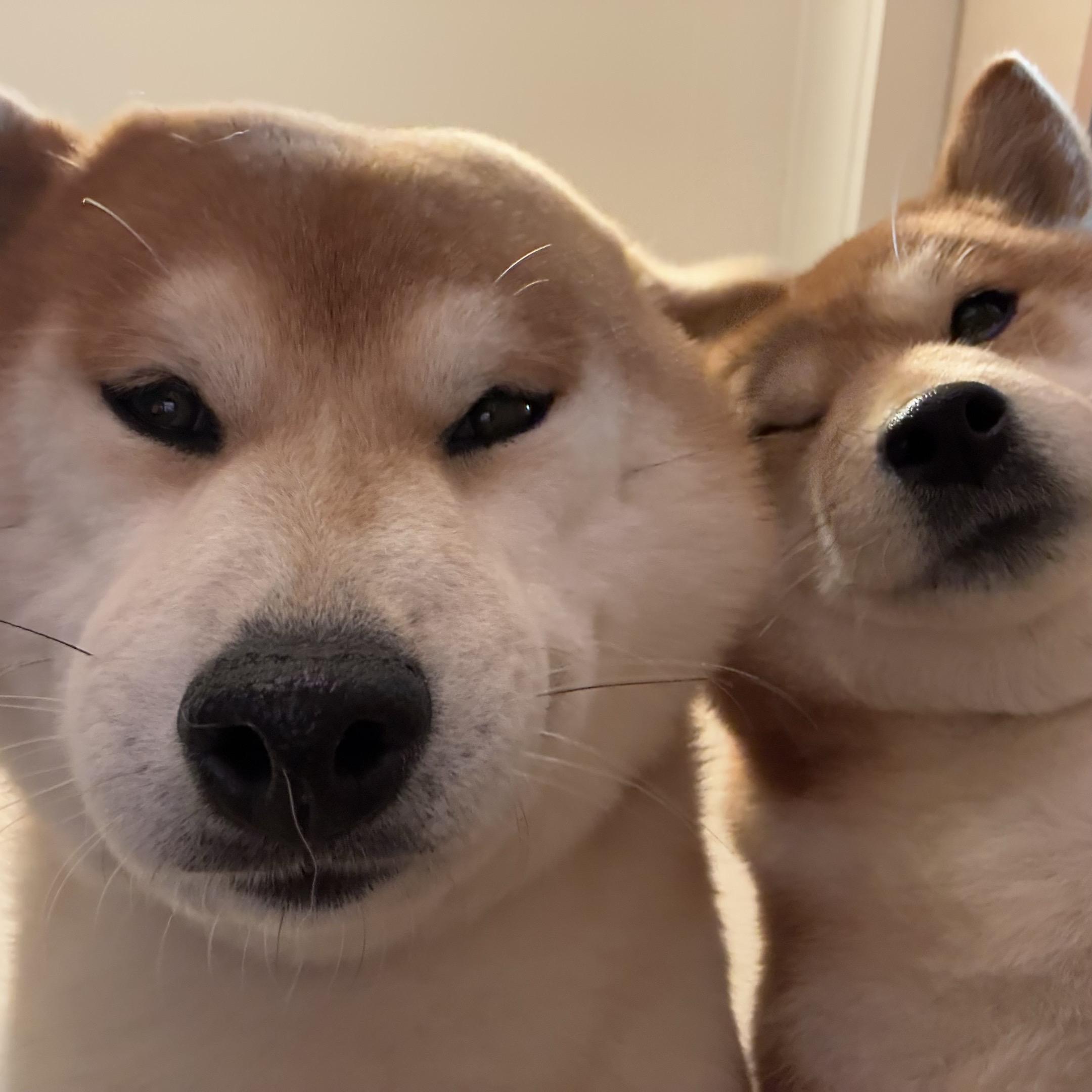 柴犬  情绪音乐玩法新风向