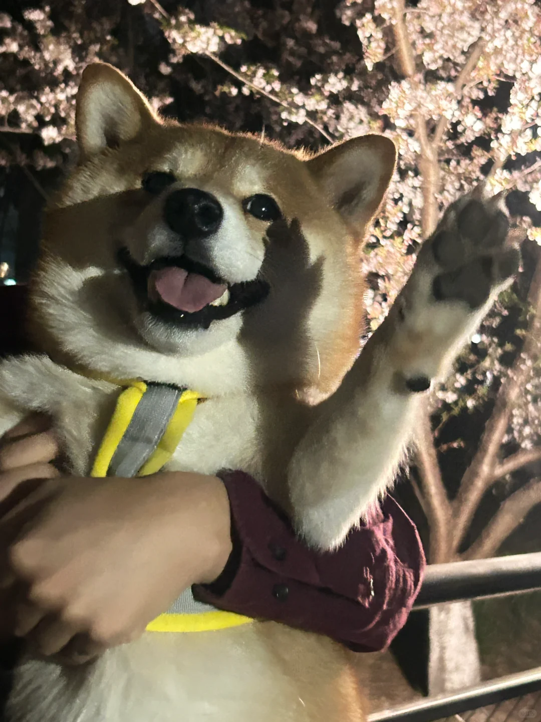 路人镜头里的二狗