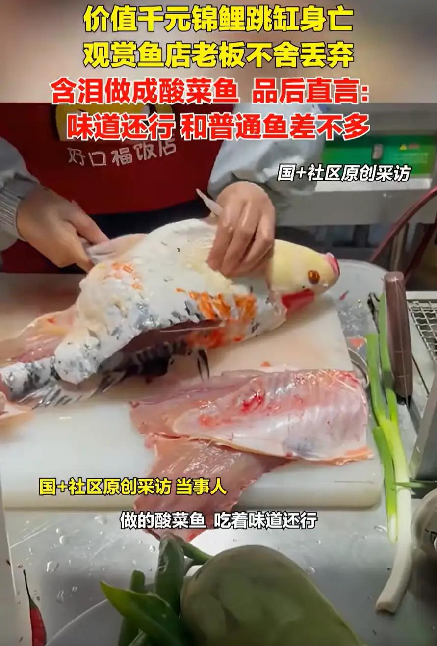 这口鱼肉可太贵了！河南南阳，一男子开了家观赏鱼店，一觉醒来发现一条价值千元的大锦