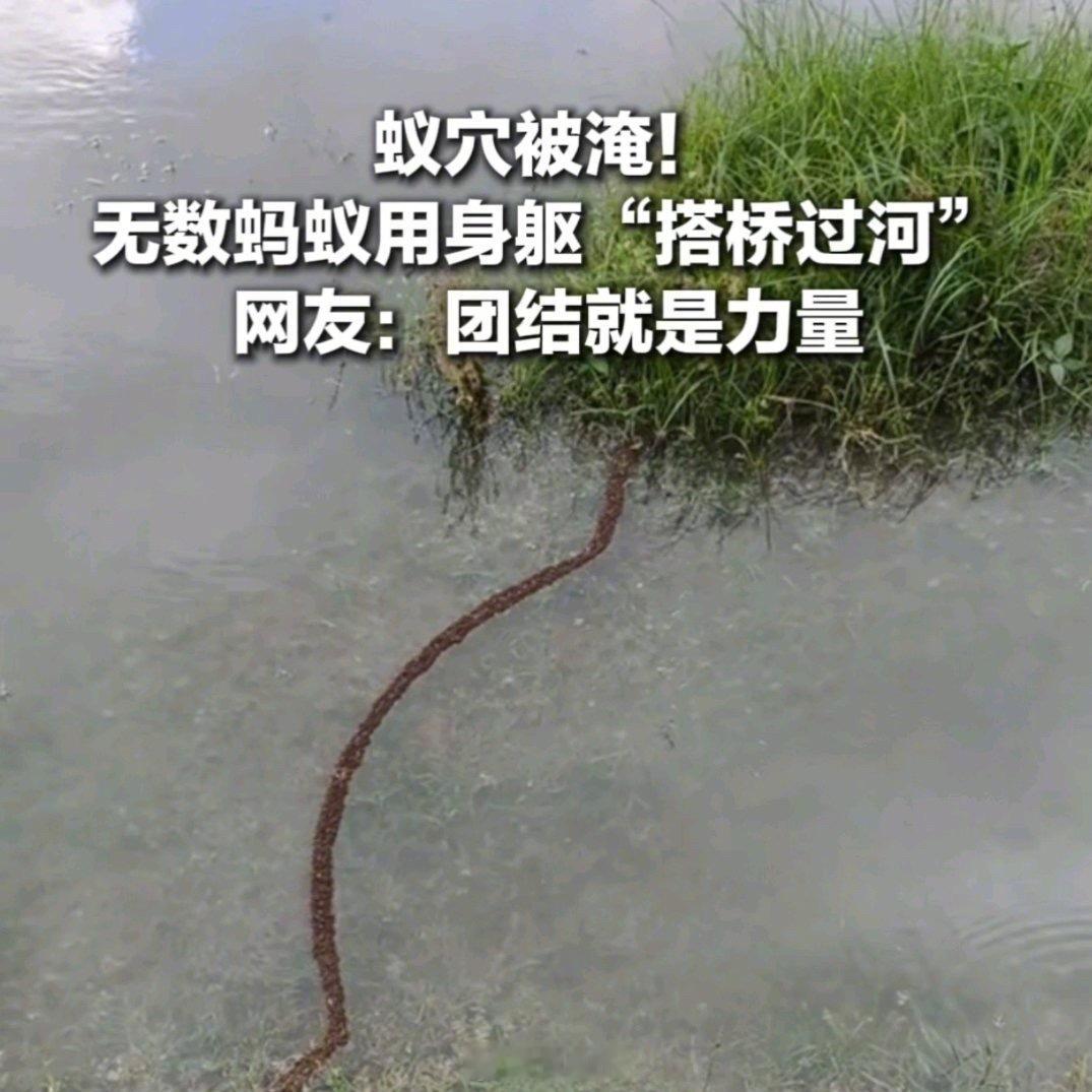 暴雨后蚂蚁用身躯搭桥过河团结就是力量，齐心排除困难。 西安·华严寺