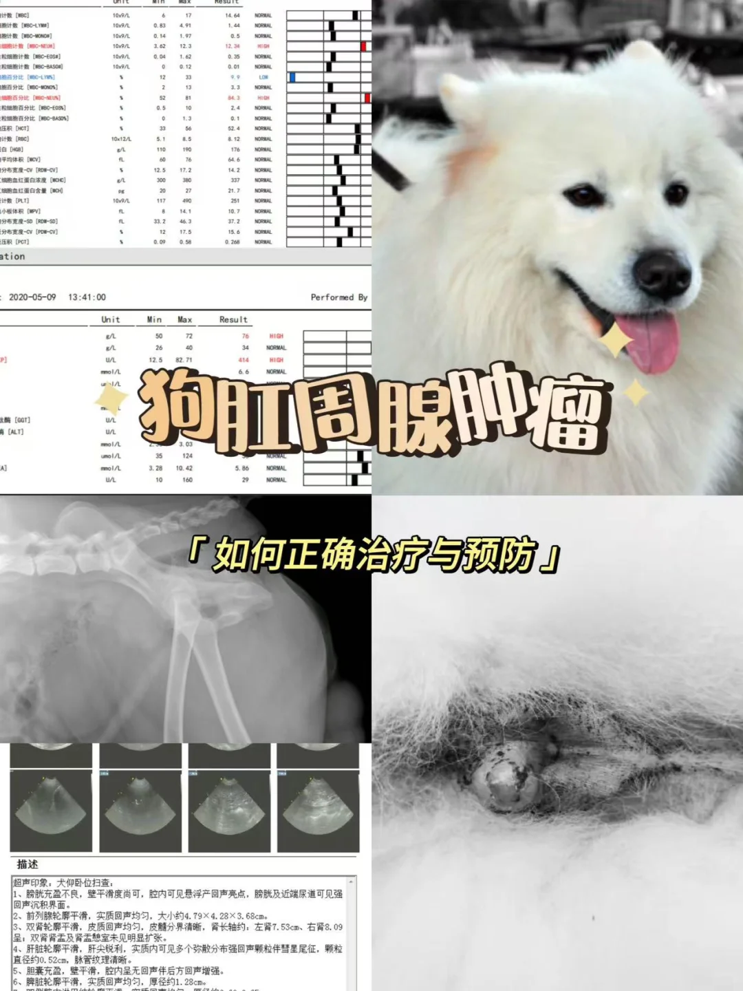 狗狗家长要注意