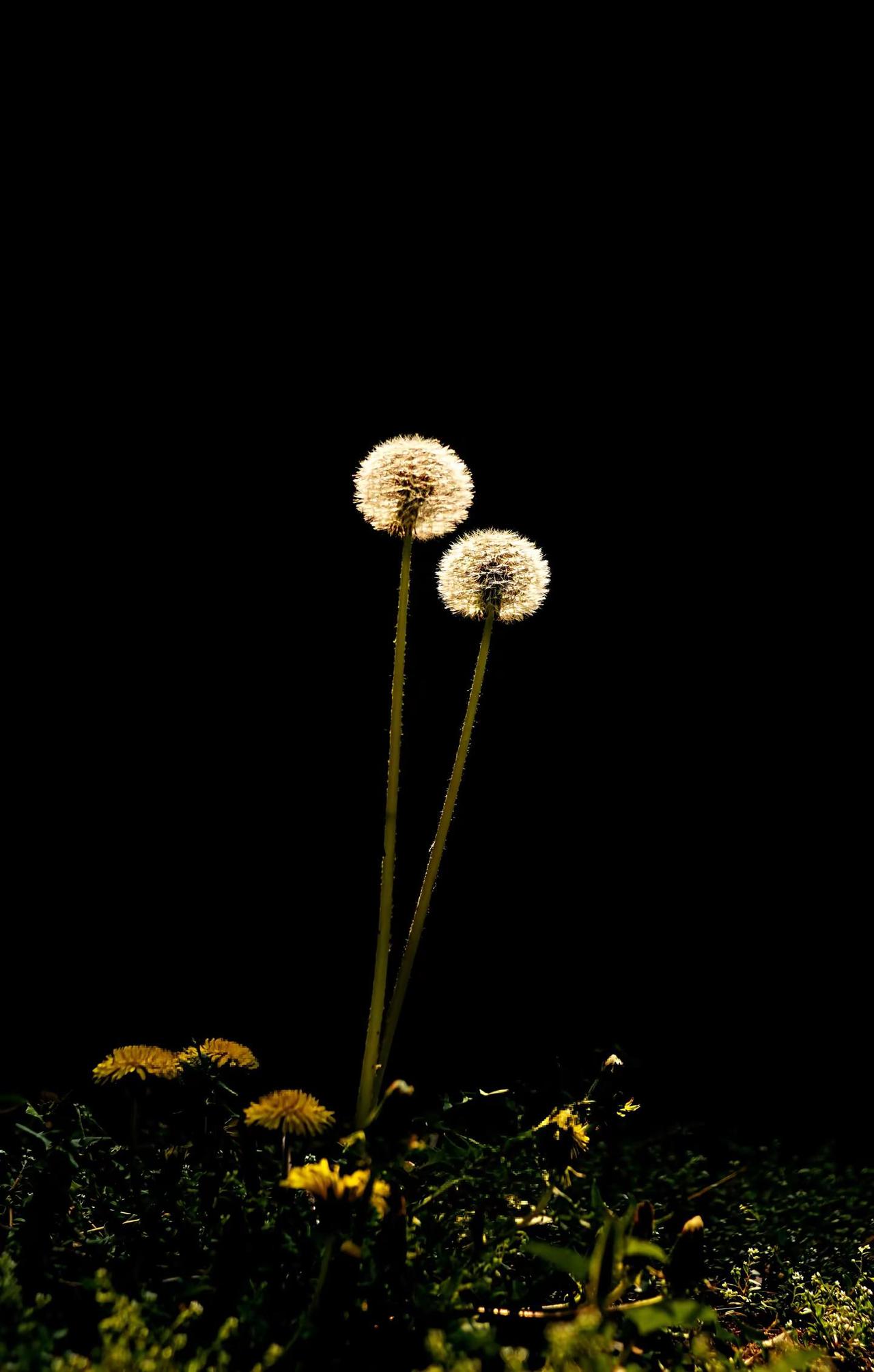 春天的探戈。黑暗背景的花