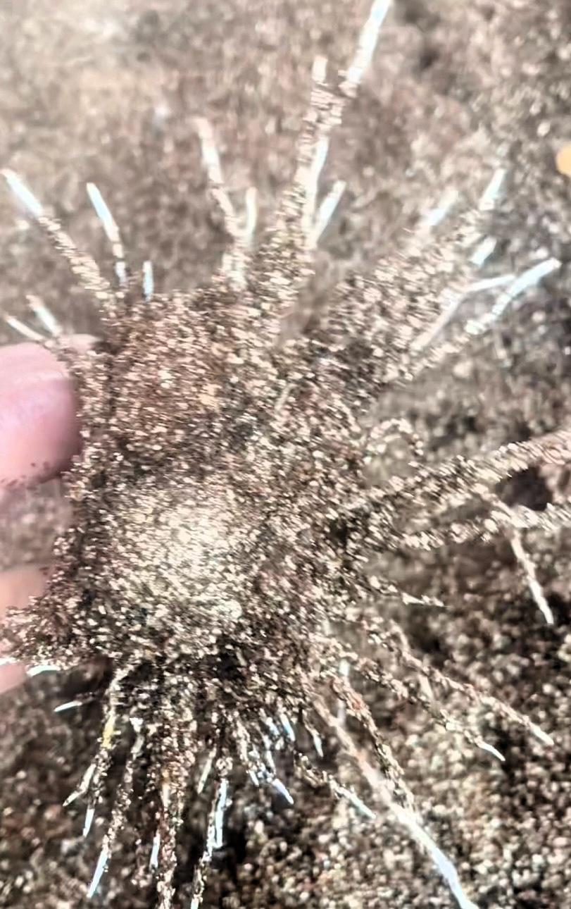 我用过各种方法扦插无花果、还是蛭石最好，3到4月是扦插的好时候，枝条选当年半木质