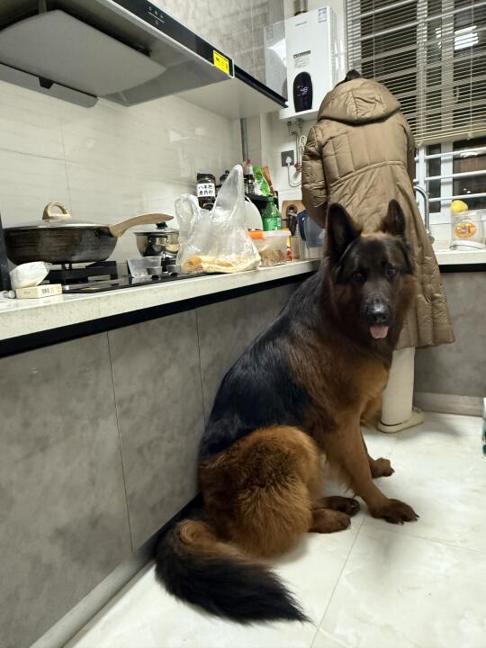 姥姥给105斤茶杯犬带鸡汤汤