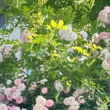 每日一善 记住该记住的，忘记该忘记的。改变能改变的，接受不能改变的。不管生活怎样