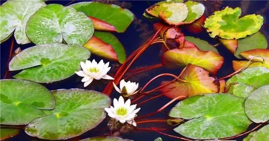 睡莲：水里的“睡美人”，也是本草里的温柔植物。
很多人都爱池塘里的睡莲，它又叫子
