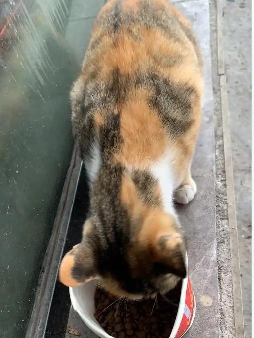 泪目了。云南昆明，一只警惕性极高的流浪三花猫，被店主连续投喂两年，始终不肯亲近他