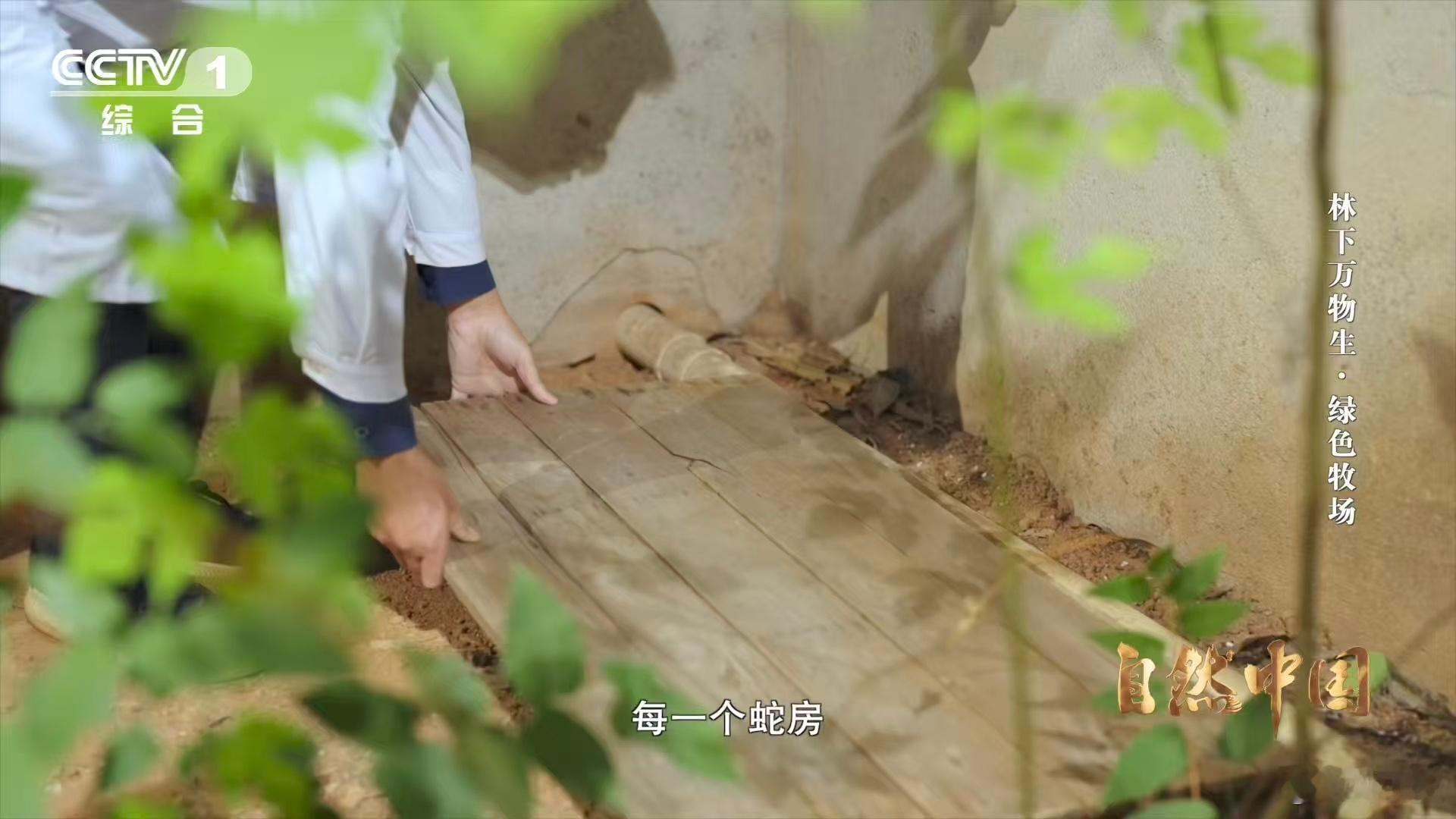 能晒太阳躲雨的仿生态蛇园啥样 永州仿生态蛇园刷新认知！贴合异蛇生存需求造栖息地，