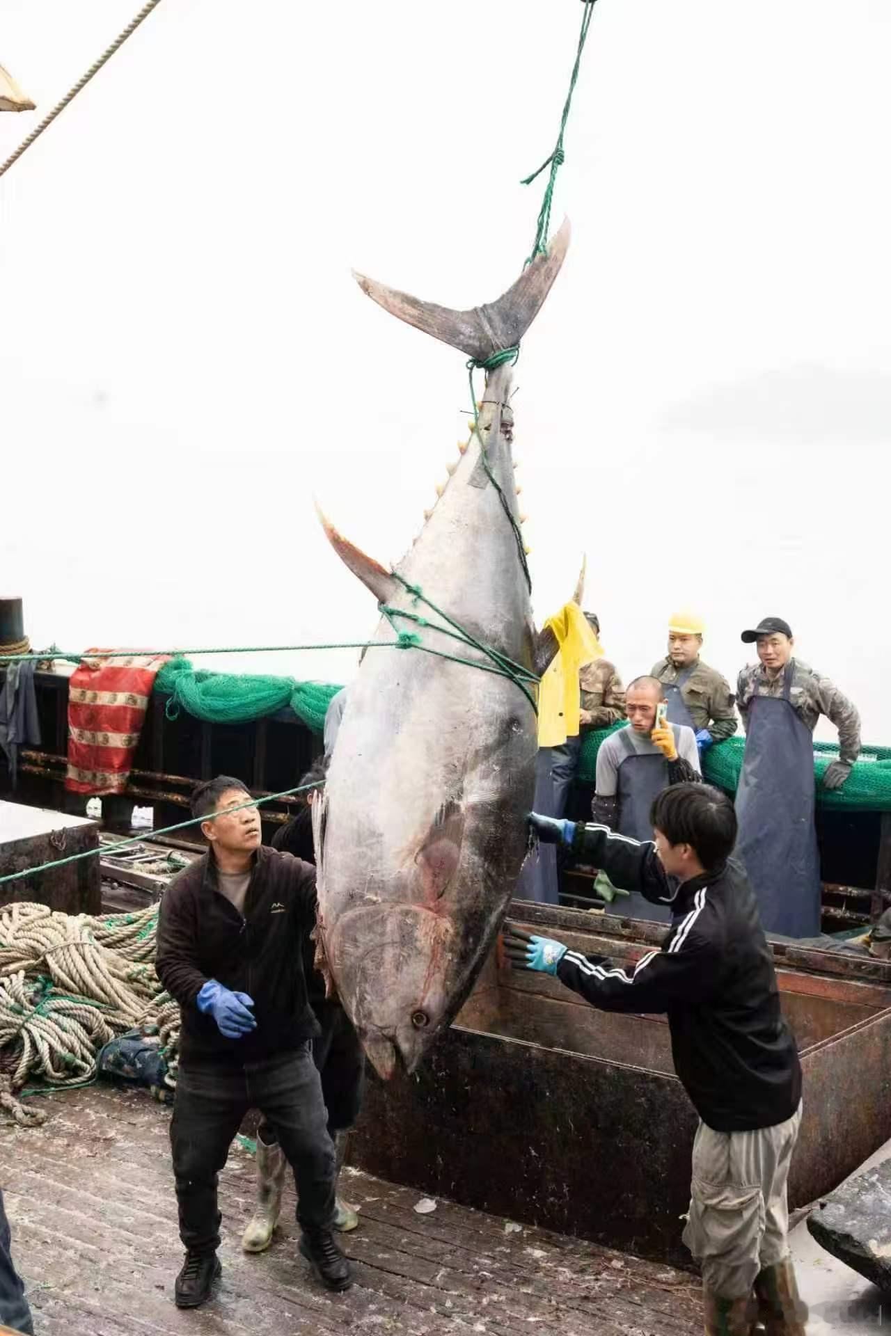 渔民回应又捕获近600斤重金枪鱼东海太给力了！直接捞到一条近600斤的巨型蓝鳍金