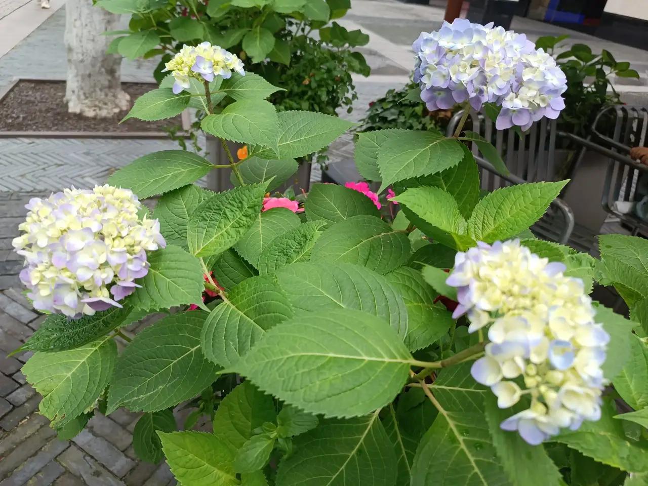 近期单依纯向李荣浩因未经授权演唱《李白》一事道歉，引发社会广泛关注。

好声音中