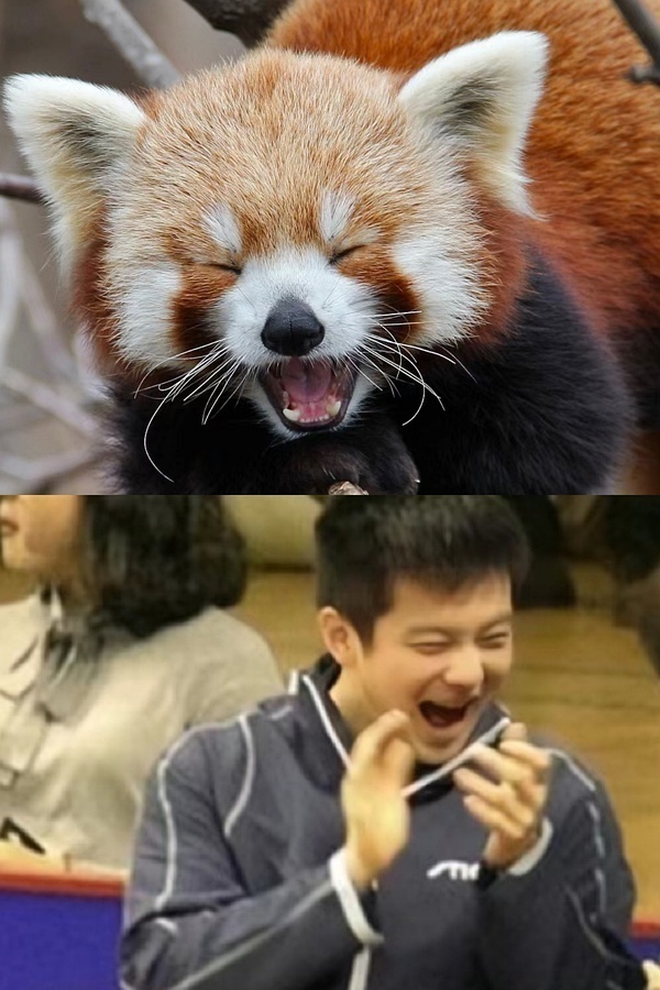 捡了好多樊咚的各种塑……卡瓦！  