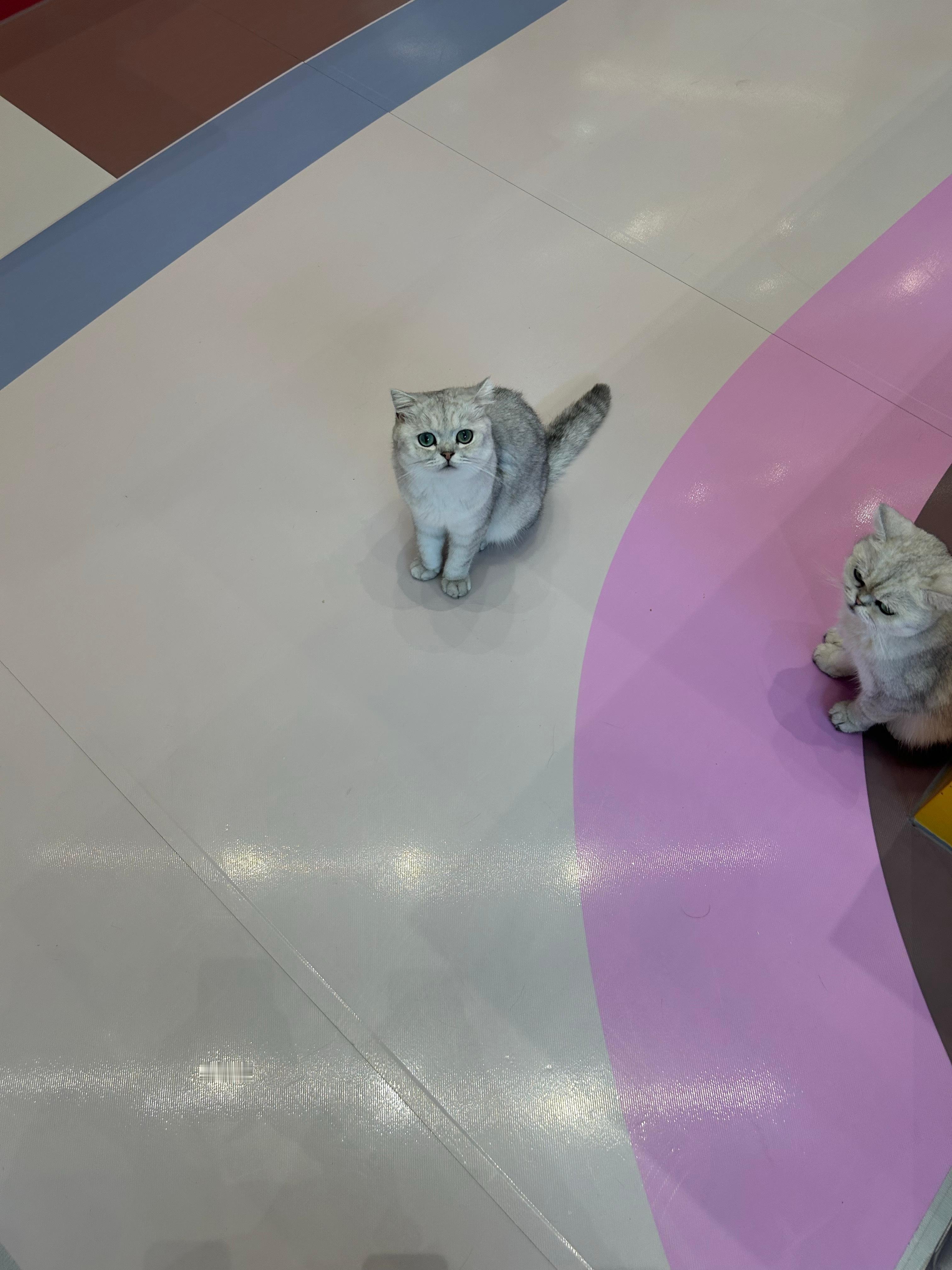 咪 