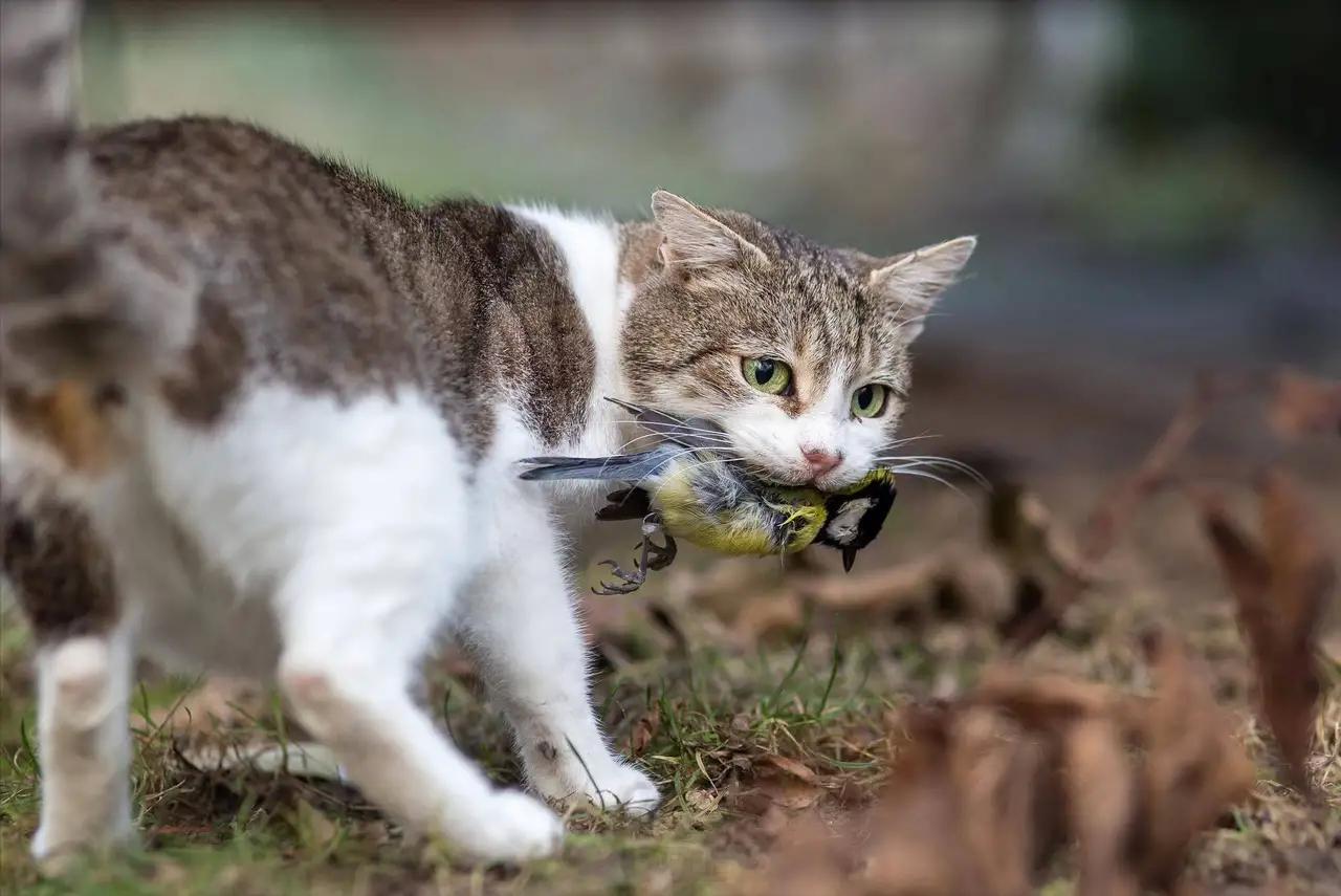#致死率90%的猫冠状病毒或已扩散# 挺好的，也算地球生态给自己打了个补丁。家猫